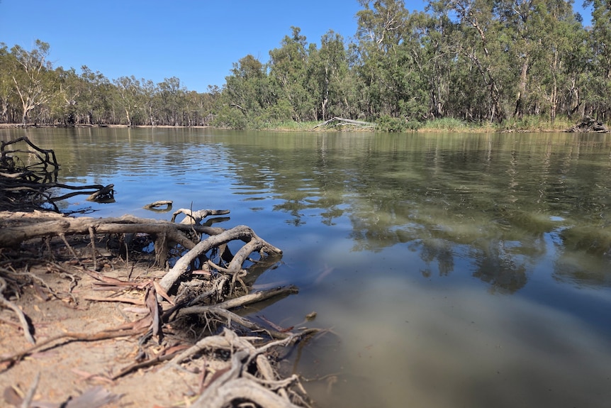 Roots sticking out of the Murray River bank