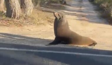 Seal spotted lounging on Coles Bay Road