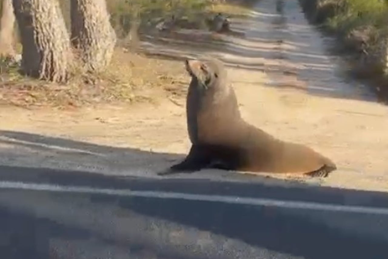Seal spotted lounging on Coles Bay Road
