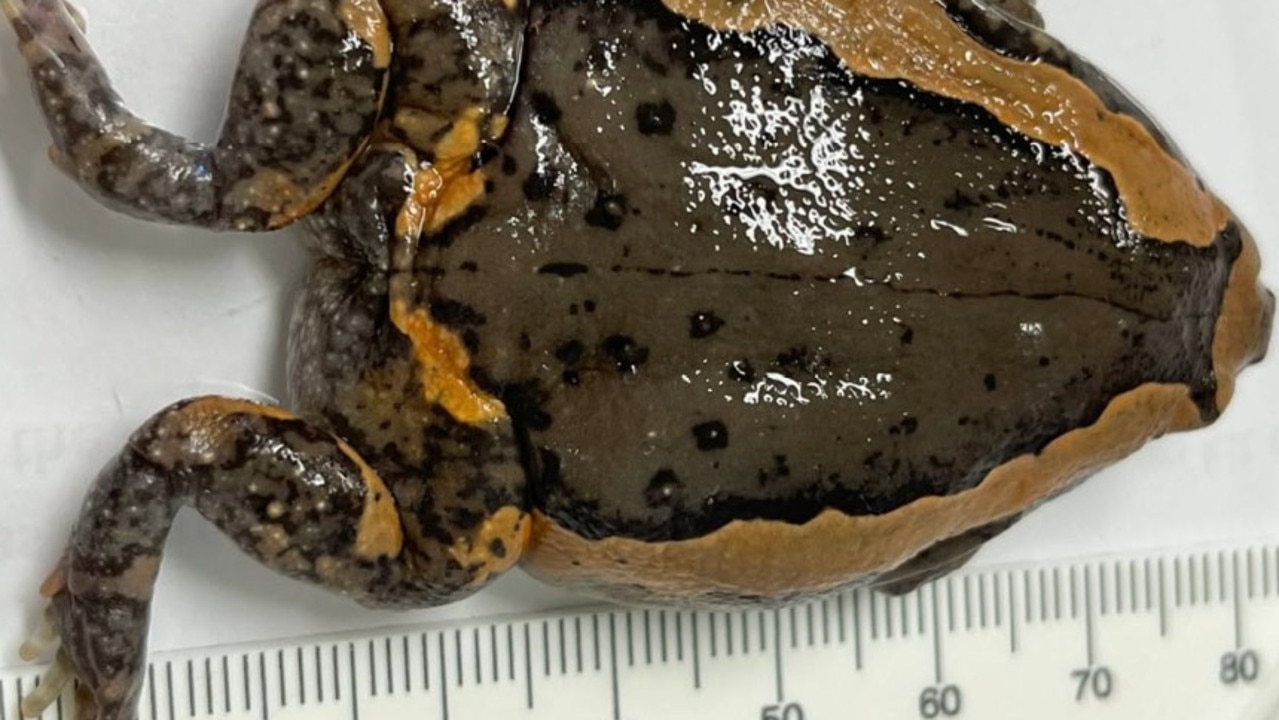 Banded bullfrog discovered at Cairns Airport in passenger’s shoe