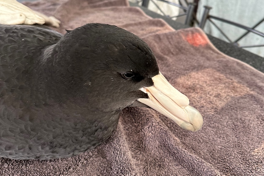 A black-feathered bird with a while bill that has a greenish tip sitting on a towel.