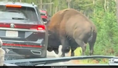 Bison Rams SUV, Punctures Tyre During Frightening Encounter At Yellowstone National Park