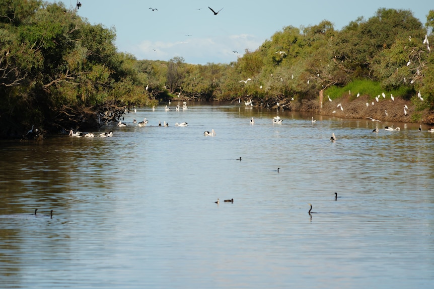 Pelicans flap about above a river inland in the outback.