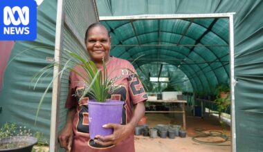 Julalikari council and Tennant Mines team up to help Indigenous residents work at Nobles Nob