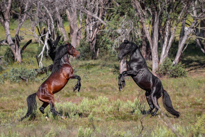 two horses rearing and fighting with bushland in the background
