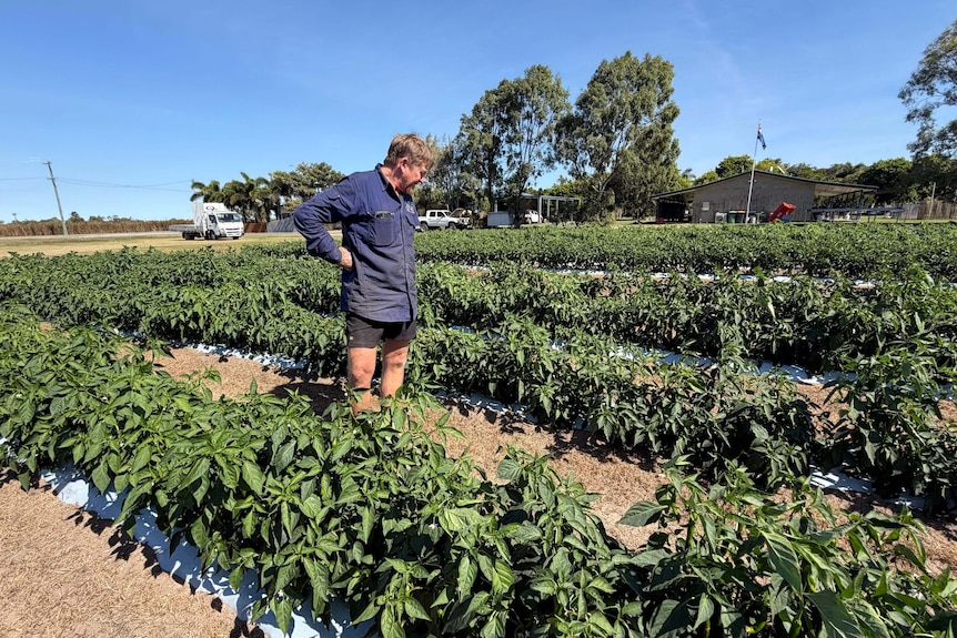 Farmer stands in between rows of small capsicum plants growing in the field.
