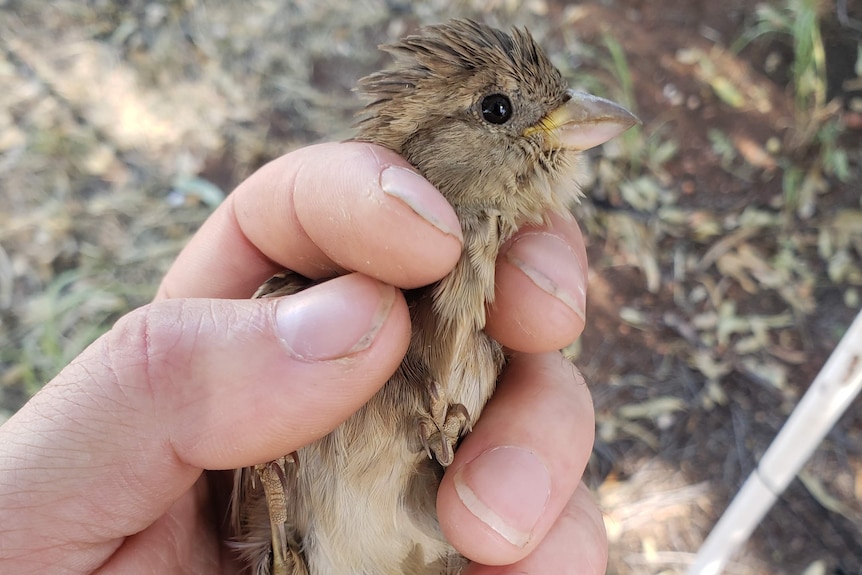 A brown bird held in a person's hand.