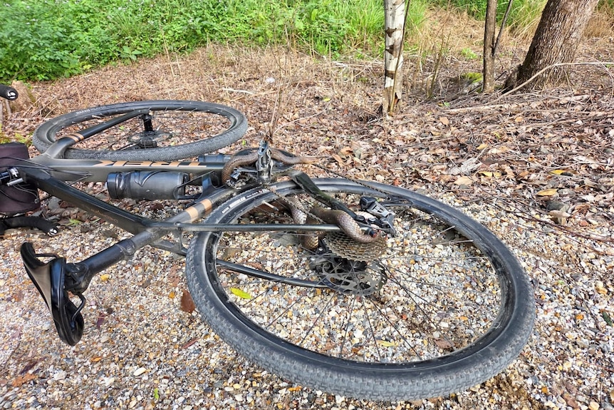 snake tangled in bike wheel