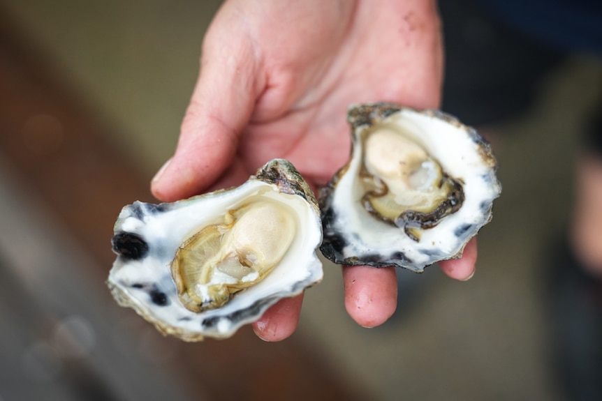 Two oysters in a hand.