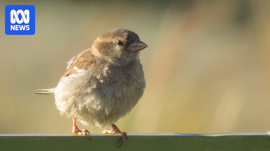 Melbourne air force records highest results among elevated PFAS levels in young sparrows