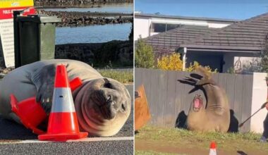 Neil the seal wreaks havoc as experts warn of ‘loving him to death’