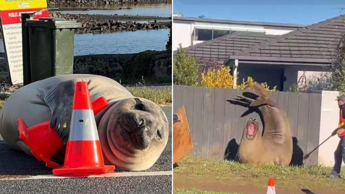Neil the seal wreaks havoc as experts warn of ‘loving him to death’