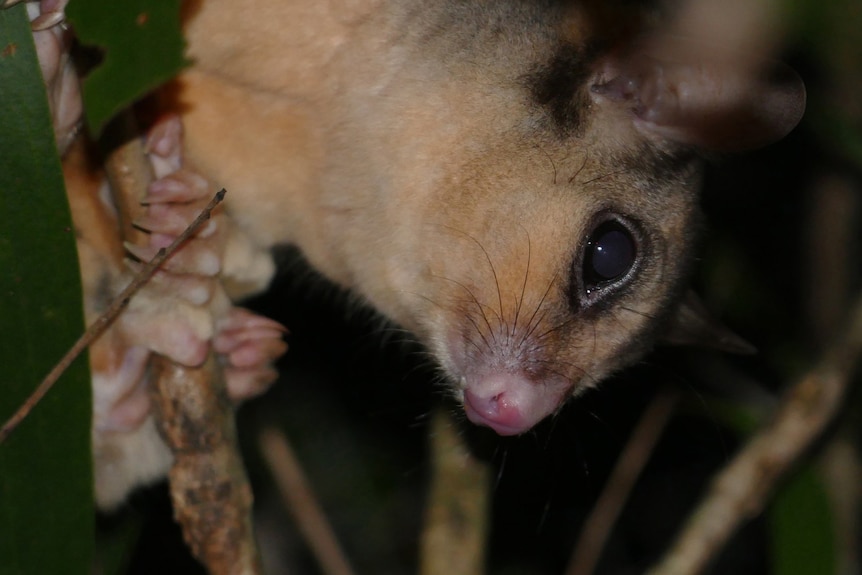 A mahogany glider.