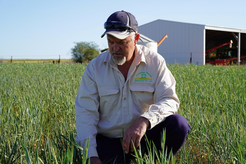 A man in agricultural attire inspects a cropping field