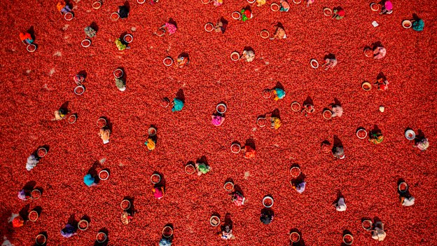 1st place: Azim Khan Ronnie, Bangladesh. Harvesting Red Chillies - Thousands of peppers are harvested in the hot sun before being sorted in Sariakandi, Bogura, Bangladesh.