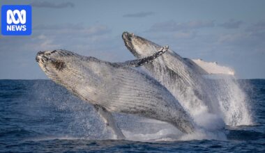 Indigenous whale-watching tour shares ancient stories of Illawarra coastline