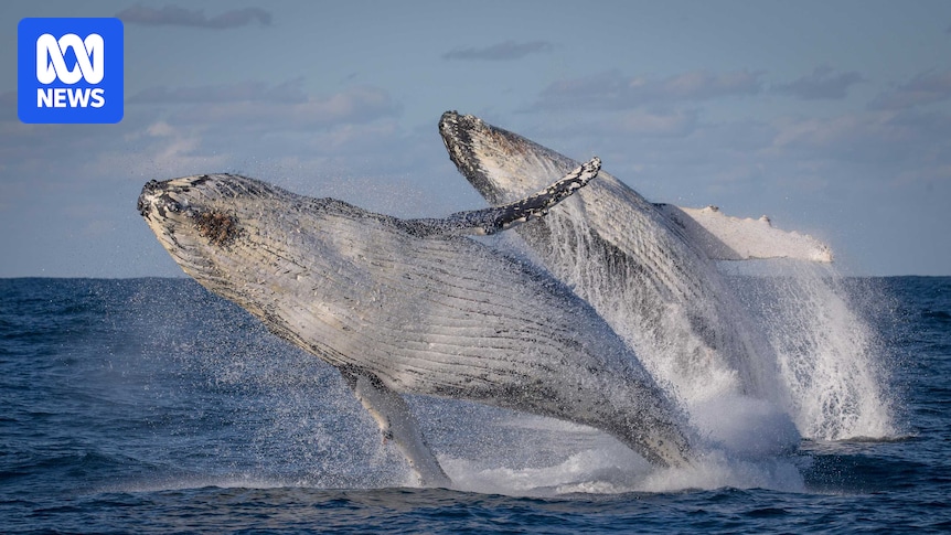 Indigenous whale-watching tour shares ancient stories of Illawarra coastline