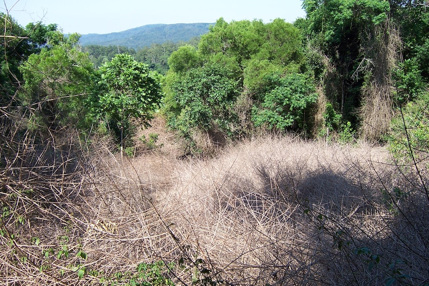 Dead lantana with trees behind it.
