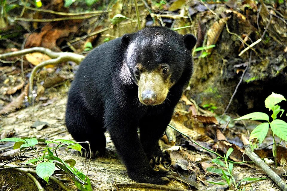 Bornean sun bear