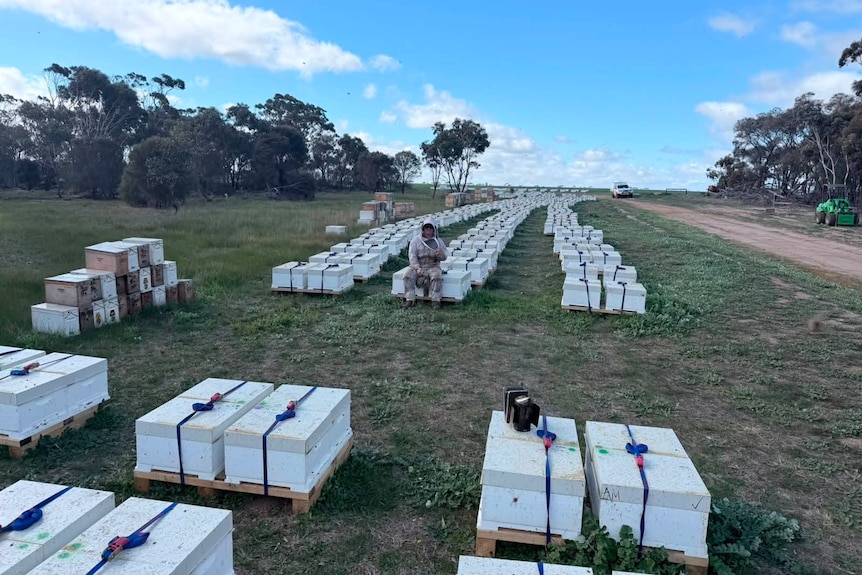 A beekeeper sits on one of hundreds of beehives laid out in rows on pallets in an open field.