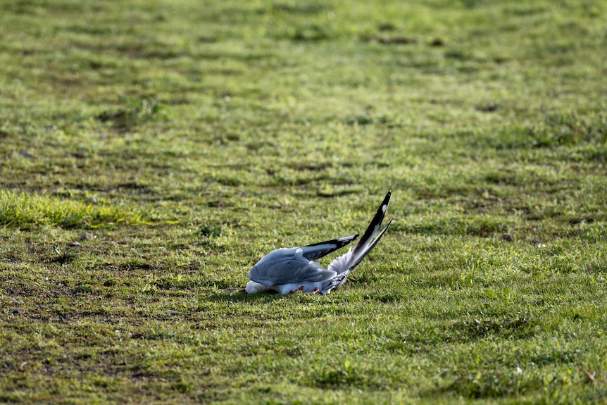A dead bird on lawns near Robe.