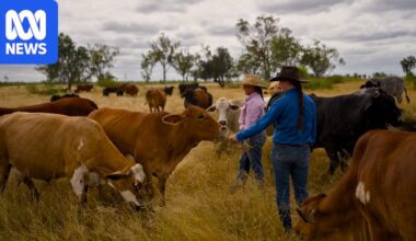 Cattle farmers plant trees for sustainable aviation fuel