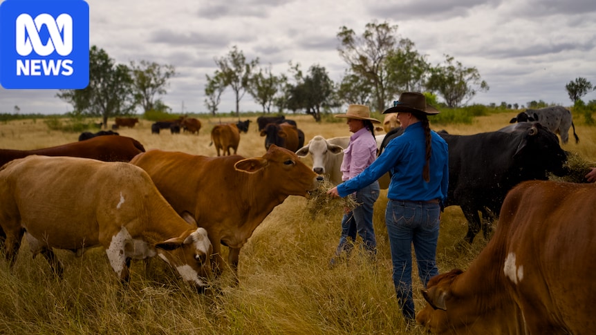 Cattle farmers plant trees for sustainable aviation fuel