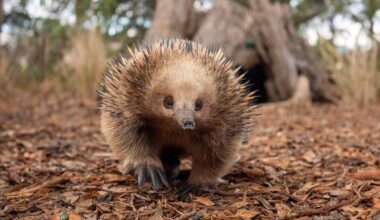 Researcher calls for genetic study after Tasmanian echidna findings