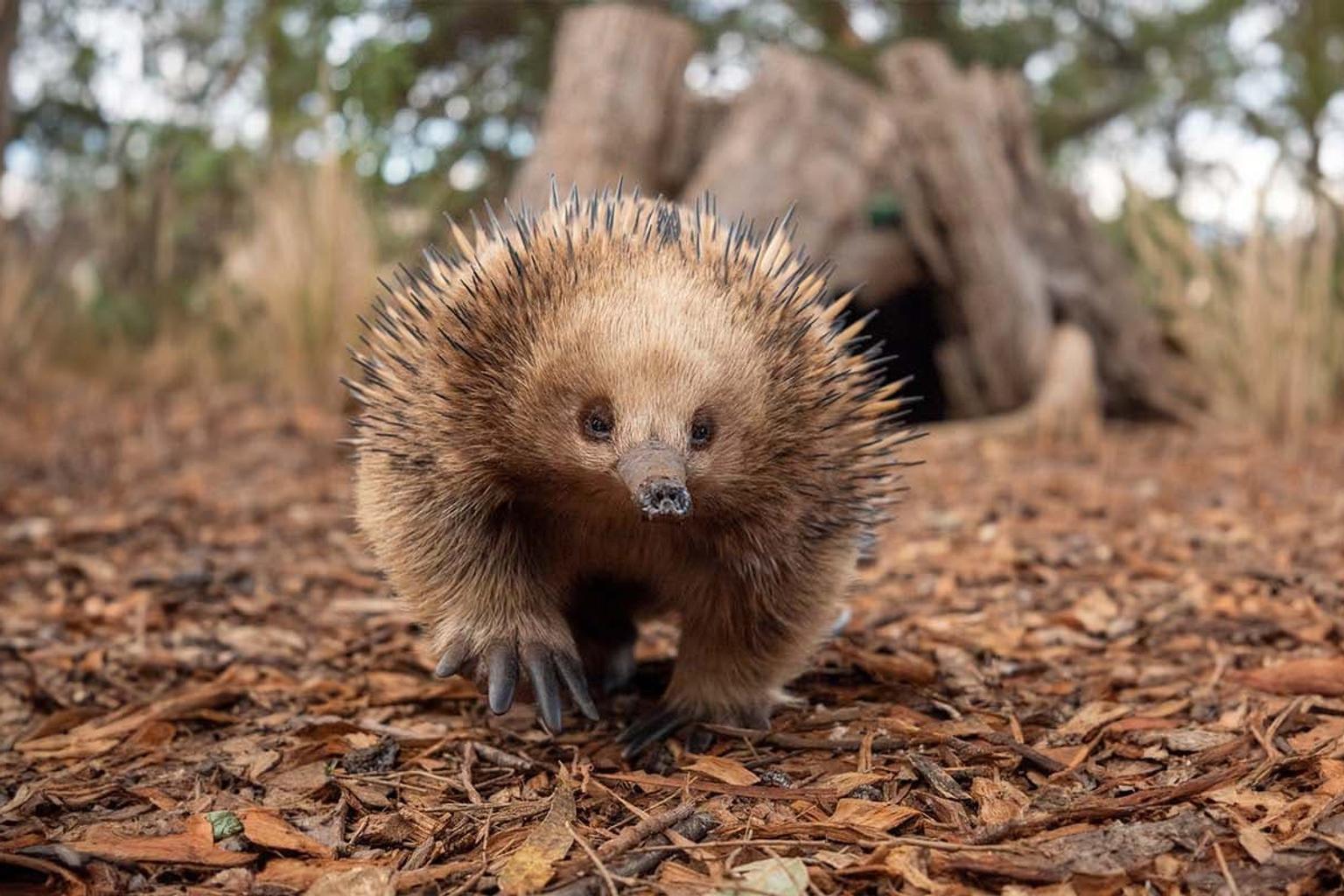 Researcher calls for genetic study after Tasmanian echidna findings
