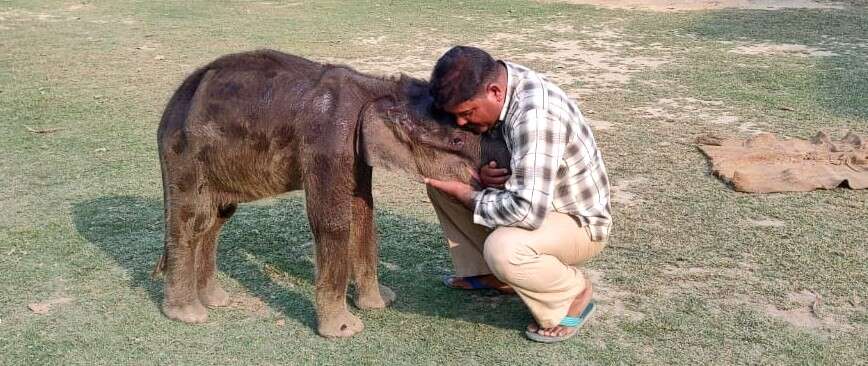 Bhawani playing with mahout Irshad Ali, who nursed her and stayed by her side day and night 9c3a49bd-629e-4b4a-8a88-b0d506bb15c0_Bhawani_getting_loving_care_of_Irshad_Ali..jpg