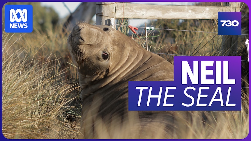 Neil the seal - wreaking havoc in Tasmania