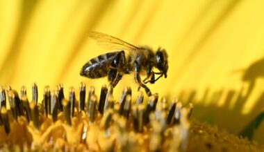 Probiotic and prebiotic supplements found to improve bee survival in extreme temperatures