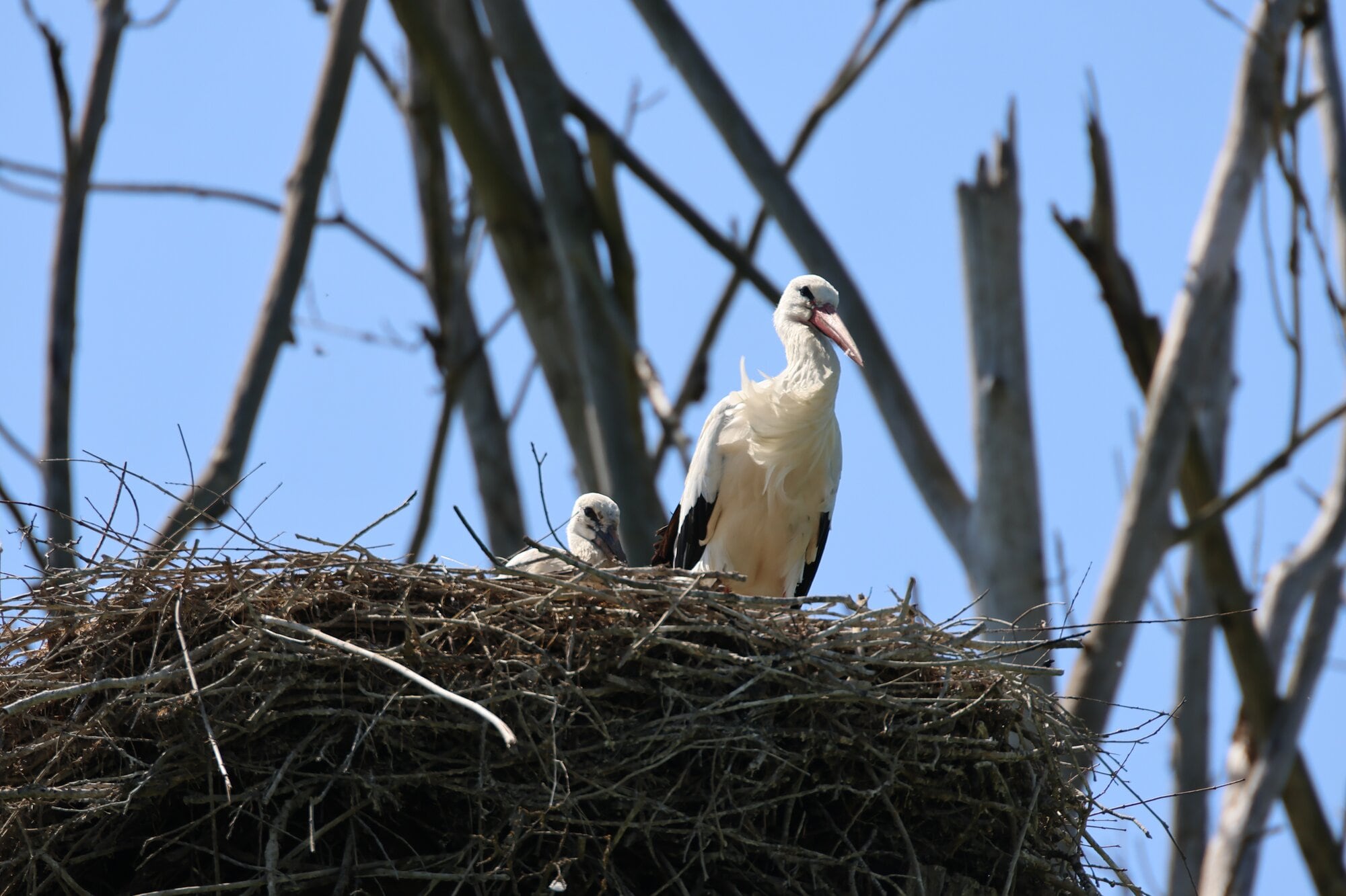  Storks in their nest in Germany. Photo / Conservation Amplified