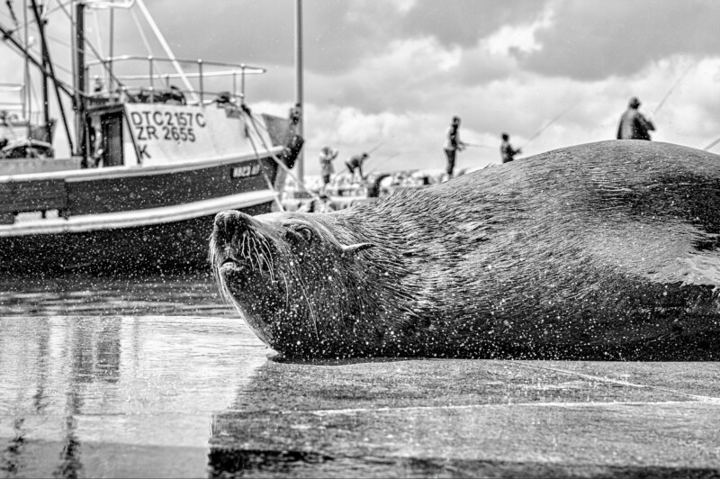 A sea lion rests on a wet dock with water droplets around it; in the background, people and a fishing boat are visible under a cloudy sky.