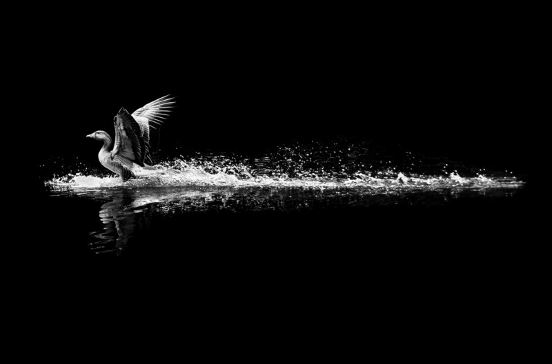 A black and white photo of a waterbird with wings outstretched, landing or taking off on rippling water, creating a splash against a dark, minimalist background.