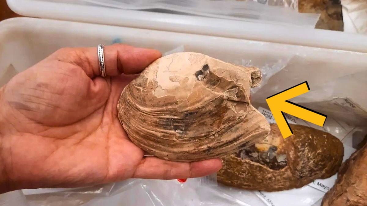 Alien-Like Reproductive Strategy Found in 125-Million-Year-Old Fossil : ScienceAlert