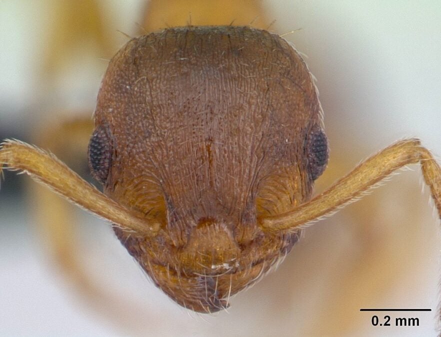 This Parasite Makes Ants Long-Lived But Lazy. Biologists Have Now Uncovered How It Hacks Their Brains.