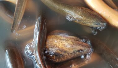 Watch Asian swamp eels emerge from the mud for feeding time