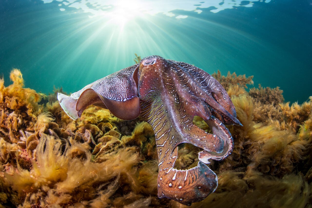 Australia 2026 Rowan Dear Cuttlefish Staff Choice