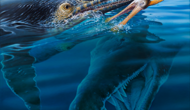 WORLD-FIRST QUEENSLAND FOSSIL REVEALS THE BIGGEST DINNER DRAMA OF THE DINOSAUR AGE – News Hub
