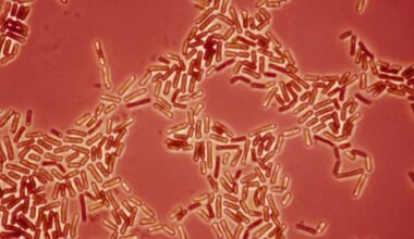Drug-Resistant Bacteria May Be Jumping Between Pets And Humans, Scientists Warn : ScienceAlert