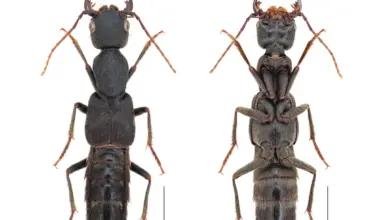 Danish researchers name new beetle genus in Laos after One Piece hero Luffy