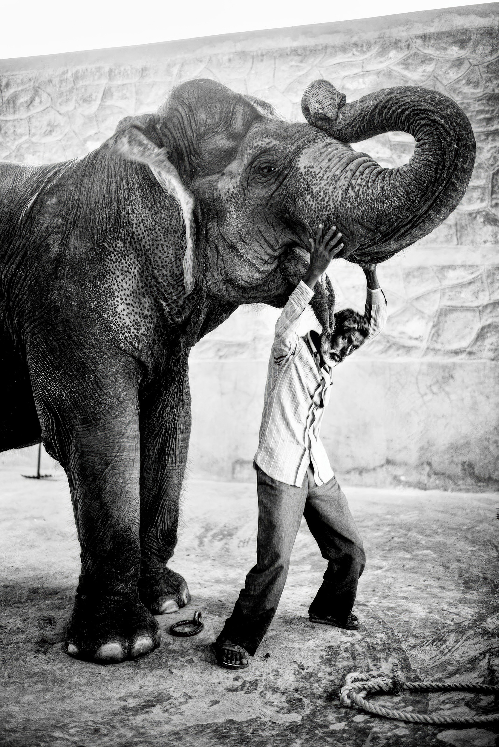 An elephant curls its trunk around the raised arm of its handler in Jaipur, the pair framed against a weathered stone wall.