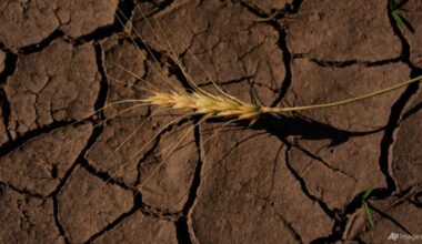 Strengthening El Nino likely to 'rank among largest' on record: US agency