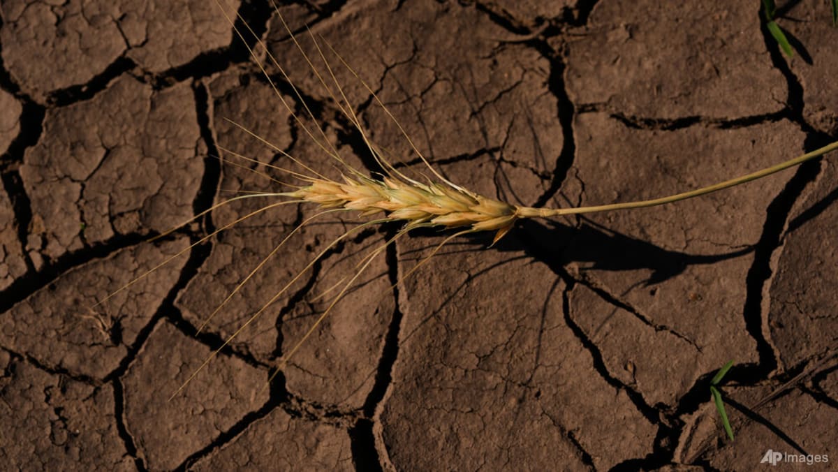 Strengthening El Nino likely to 'rank among largest' on record: US agency