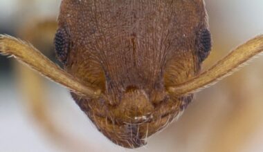 A Wild Parasite Makes Ants Live 10x Longer And Tricks Others Into Worshipping Them : ScienceAlert