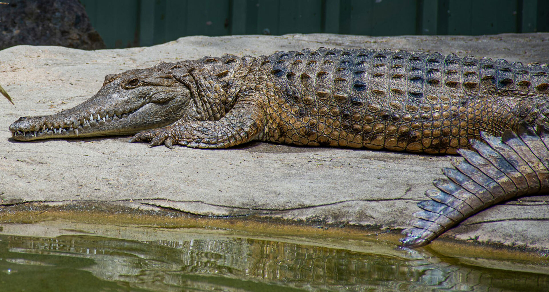 What Happened to Australasia’s Lost Crocodiles? New Research Reveals a Dramatic Extinction Story