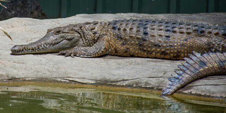 Crocodile Resting on a Riverbank