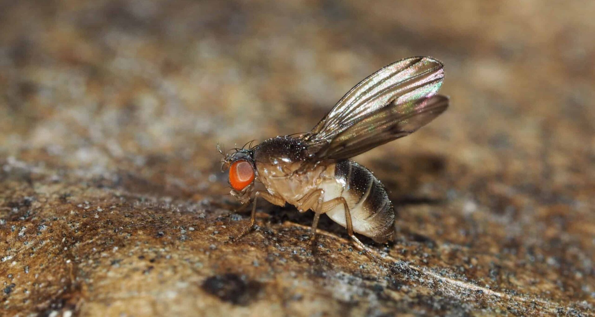 Biological Information: The Line of Descent