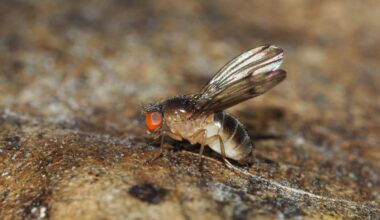 Biological Information: The Line of Descent